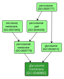 GO:0046860 - glycosome membrane (interactive image map)