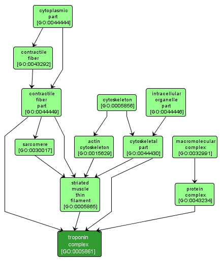 GO:0005861 - troponin complex (interactive image map)