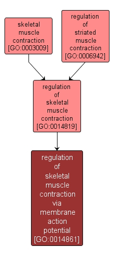GO:0014861 - regulation of skeletal muscle contraction via membrane action potential (interactive image map)