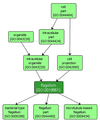 GO:0019861 - flagellum (interactive image map)