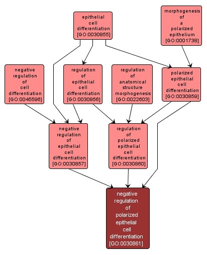 GO:0030861 - negative regulation of polarized epithelial cell differentiation (interactive image map)