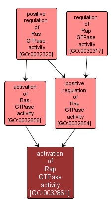 GO:0032861 - activation of Rap GTPase activity (interactive image map)