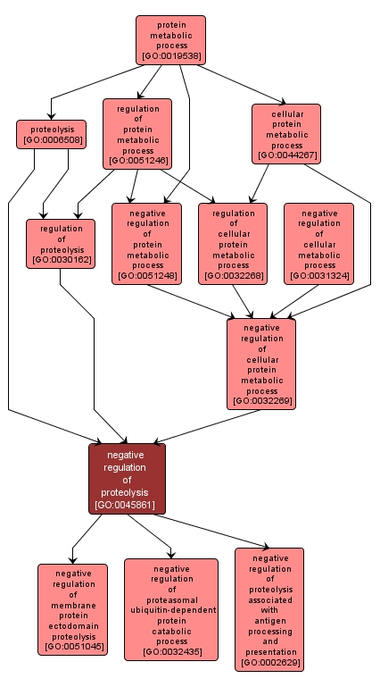 GO:0045861 - negative regulation of proteolysis (interactive image map)