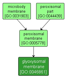 GO:0046861 - glyoxysomal membrane (interactive image map)
