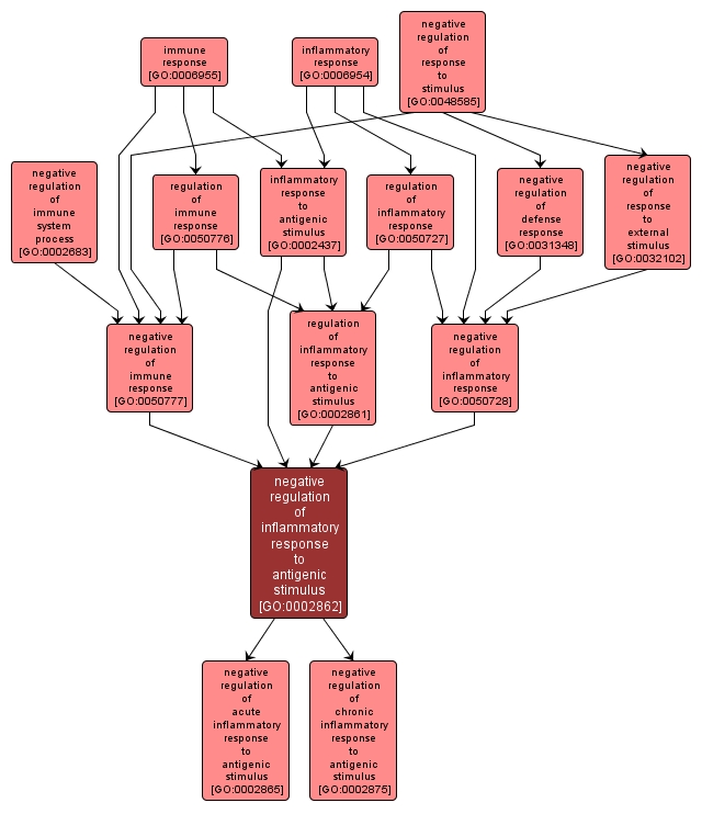 GO:0002862 - negative regulation of inflammatory response to antigenic stimulus (interactive image map)