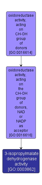 GO:0003862 - 3-isopropylmalate dehydrogenase activity (interactive image map)