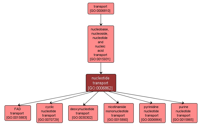 GO:0006862 - nucleotide transport (interactive image map)