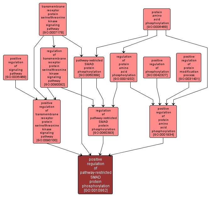 GO:0010862 - positive regulation of pathway-restricted SMAD protein phosphorylation (interactive image map)