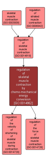 GO:0014862 - regulation of skeletal muscle contraction by chemo-mechanical energy conversion (interactive image map)