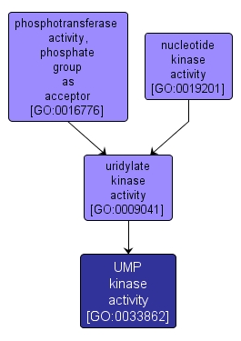 GO:0033862 - UMP kinase activity (interactive image map)