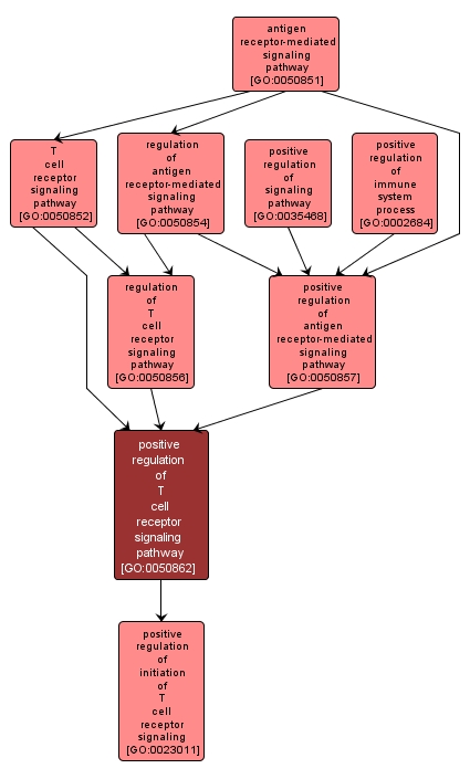 GO:0050862 - positive regulation of T cell receptor signaling pathway (interactive image map)