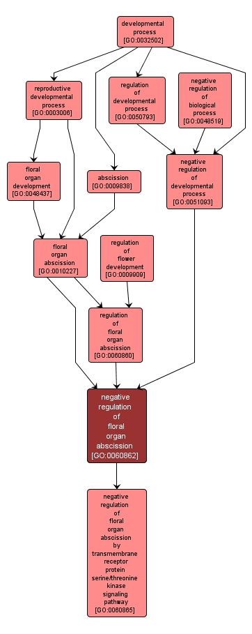 GO:0060862 - negative regulation of floral organ abscission (interactive image map)