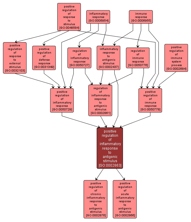 GO:0002863 - positive regulation of inflammatory response to antigenic stimulus (interactive image map)