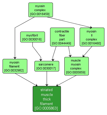 GO:0005863 - striated muscle thick filament (interactive image map)