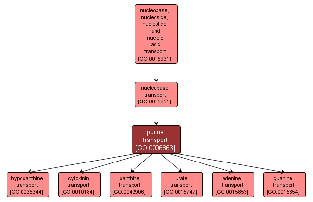 GO:0006863 - purine transport (interactive image map)