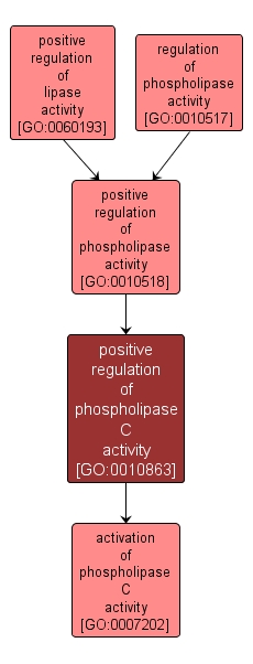 GO:0010863 - positive regulation of phospholipase C activity (interactive image map)