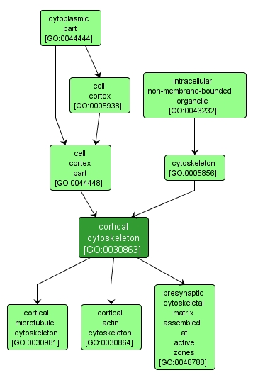 GO:0030863 - cortical cytoskeleton (interactive image map)