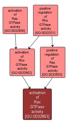 GO:0032863 - activation of Rac GTPase activity (interactive image map)