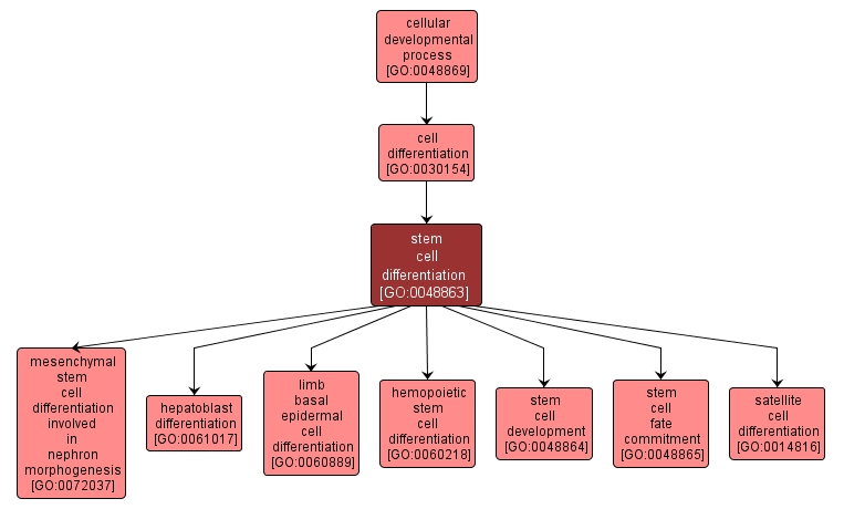 GO:0048863 - stem cell differentiation (interactive image map)