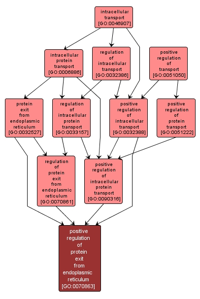 GO:0070863 - positive regulation of protein exit from endoplasmic reticulum (interactive image map)