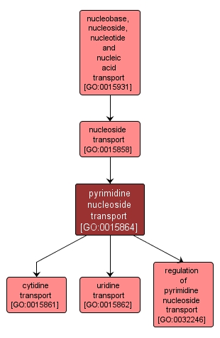 GO:0015864 - pyrimidine nucleoside transport (interactive image map)