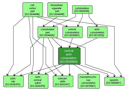 GO:0030864 - cortical actin cytoskeleton (interactive image map)