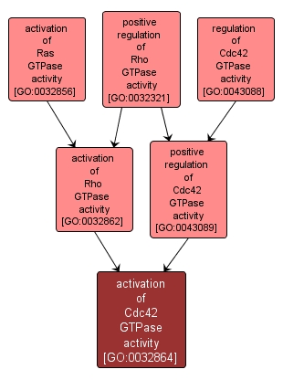 GO:0032864 - activation of Cdc42 GTPase activity (interactive image map)