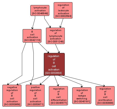 GO:0050864 - regulation of B cell activation (interactive image map)