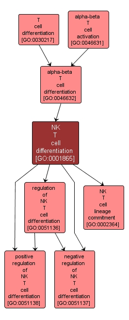 GO:0001865 - NK T cell differentiation (interactive image map)