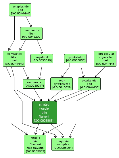 GO:0005865 - striated muscle thin filament (interactive image map)