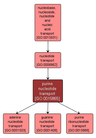 GO:0015865 - purine nucleotide transport (interactive image map)