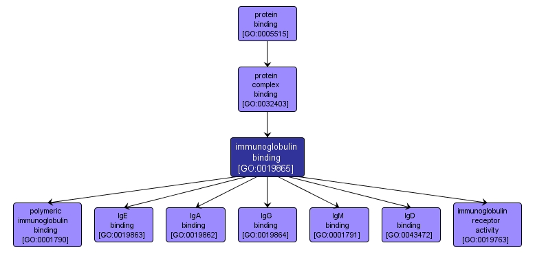 GO:0019865 - immunoglobulin binding (interactive image map)