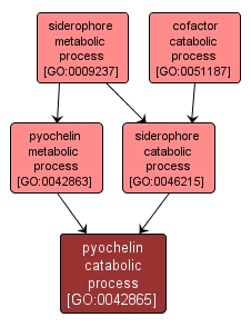GO:0042865 - pyochelin catabolic process (interactive image map)