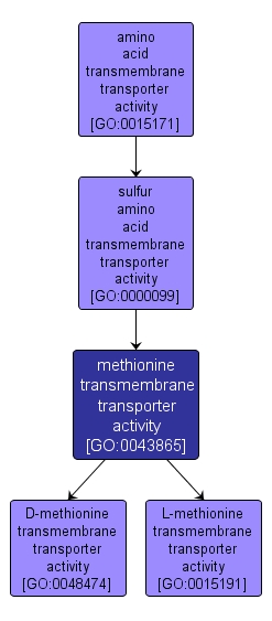 GO:0043865 - methionine transmembrane transporter activity (interactive image map)