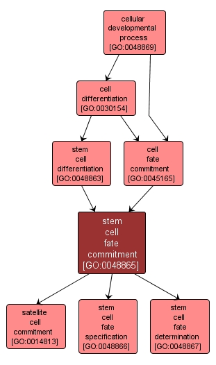 GO:0048865 - stem cell fate commitment (interactive image map)