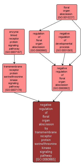 GO:0060865 - negative regulation of floral organ abscission by transmembrane receptor protein serine/threonine kinase signaling pathway (interactive image map)