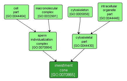 GO:0070865 - investment cone (interactive image map)