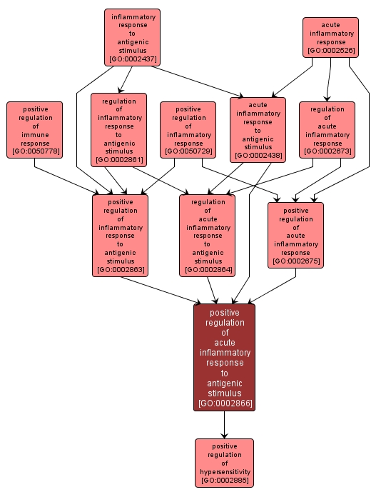 GO:0002866 - positive regulation of acute inflammatory response to antigenic stimulus (interactive image map)