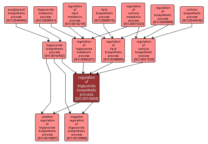 GO:0010866 - regulation of triglyceride biosynthetic process (interactive image map)