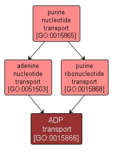 GO:0015866 - ADP transport (interactive image map)