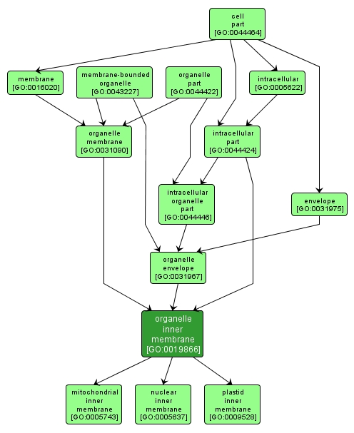 GO:0019866 - organelle inner membrane (interactive image map)