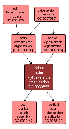 GO:0030866 - cortical actin cytoskeleton organization (interactive image map)