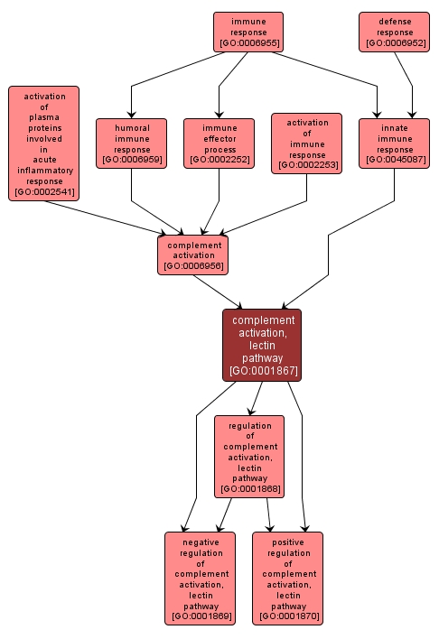 GO:0001867 - complement activation, lectin pathway (interactive image map)