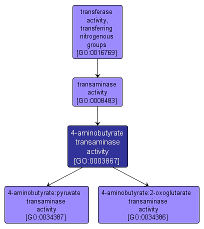 GO:0003867 - 4-aminobutyrate transaminase activity (interactive image map)