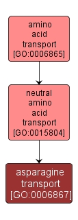 GO:0006867 - asparagine transport (interactive image map)