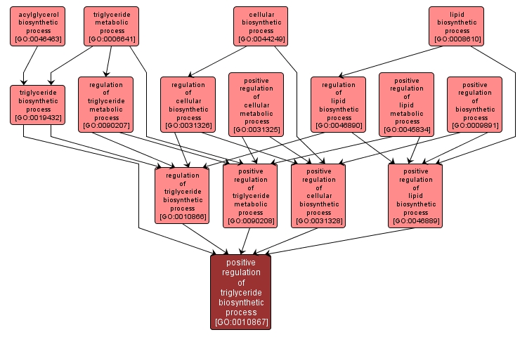 GO:0010867 - positive regulation of triglyceride biosynthetic process (interactive image map)