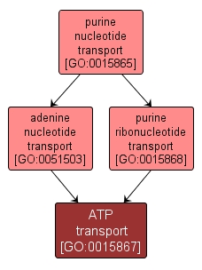 GO:0015867 - ATP transport (interactive image map)