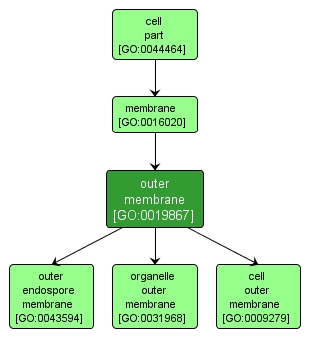 GO:0019867 - outer membrane (interactive image map)