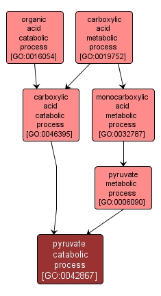 GO:0042867 - pyruvate catabolic process (interactive image map)