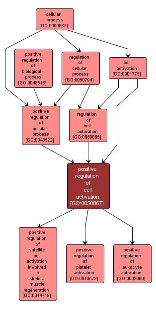 GO:0050867 - positive regulation of cell activation (interactive image map)